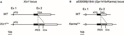 Novel Cre-Expressing Mouse Strains Permitting to Selectively Track and Edit Type 1 Conventional Dendritic Cells Facilitate Disentangling Their Complexity in vivo